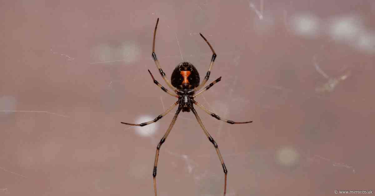 New way of treating potentially killer spider bites with less side-effects