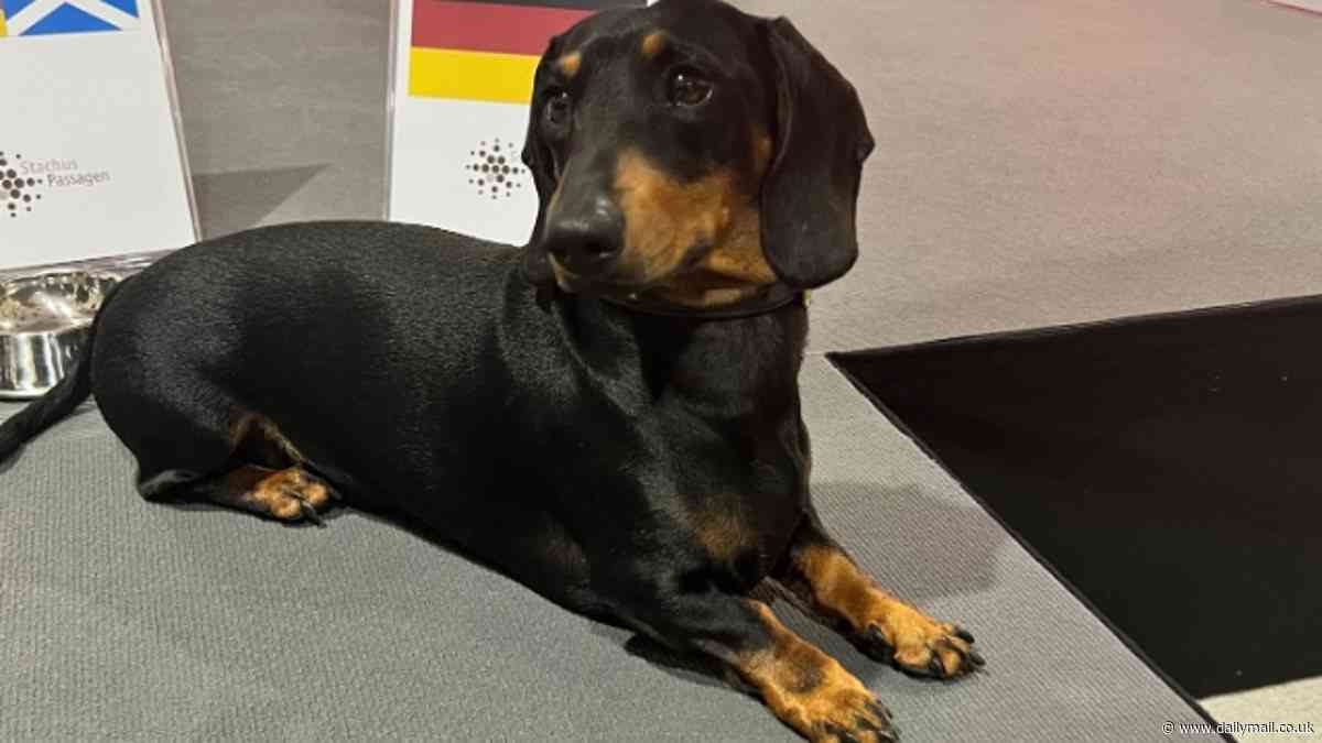 Ludwig the psychic sausage dog backs GERMANY to beat Scotland in Euro 2024 opener and predicts Portugal will be overall winner as he follows in the footsteps of Paul the octopus