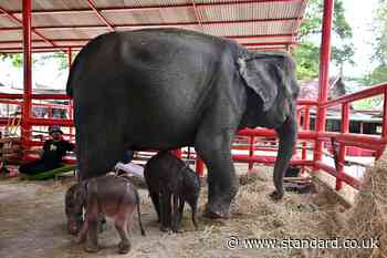 'Miracle' at Thailand zoo as elephant mother gives birth to twins