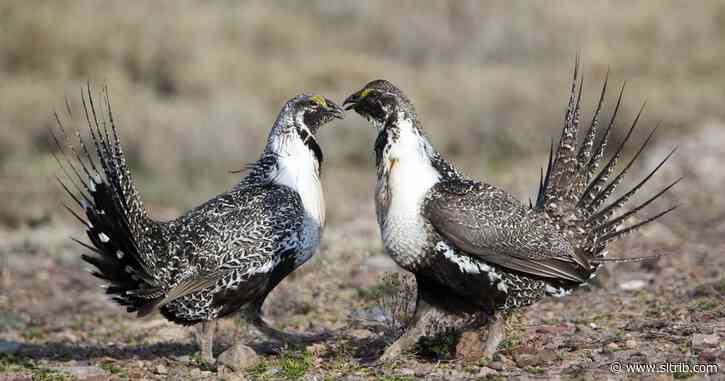 Opinion: The BLM’s sage grouse plan doesn’t go far enough. It’s time to look at the science.