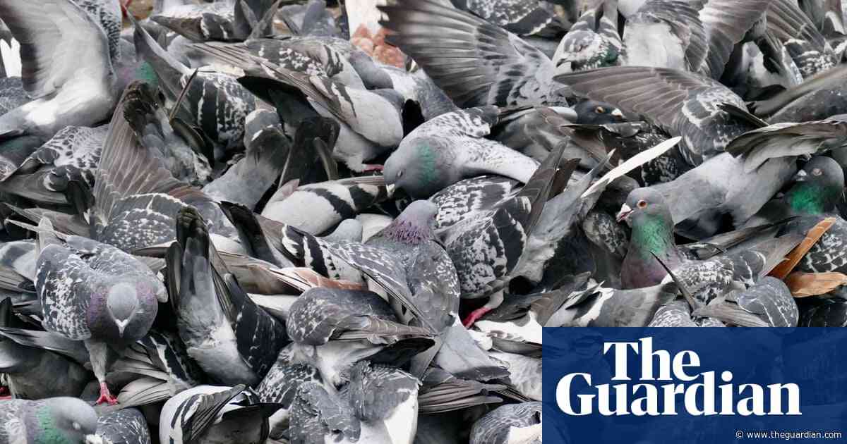 How do you put pigeons on the pill? Scientists test contraceptives to curb pest numbers