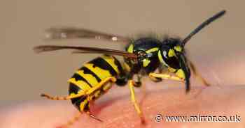 Get rid of wasps with cheap household item 'they can’t stand it'