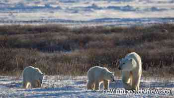 'Too much warming': Polar bears in Hudson Bay could go extinct by 2030s if global temperatures continue to increase