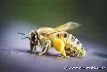 Vrouw kan woning niet binnen door zwerm bijen