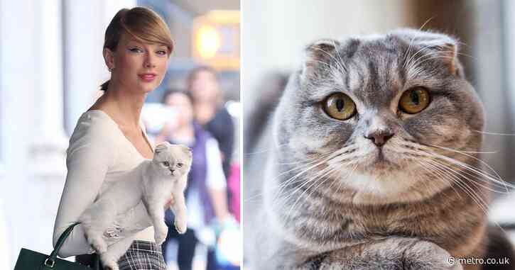 You can’t be a cat lover and own the same breed as Taylor Swift, says vet