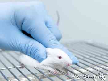 Just 1 in 20 Animal Studies Yield Treatments That Make it to Humans