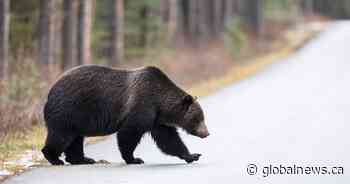 4th grizzly bear struck and killed along Trans-Canada Highway in Yoho National Park
