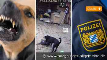 Aus dem Neuburger Tierheim gestohlene Hunde wieder aufgetaucht
