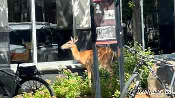 The buck stops here? Deer makes appearance near Windsor city hall