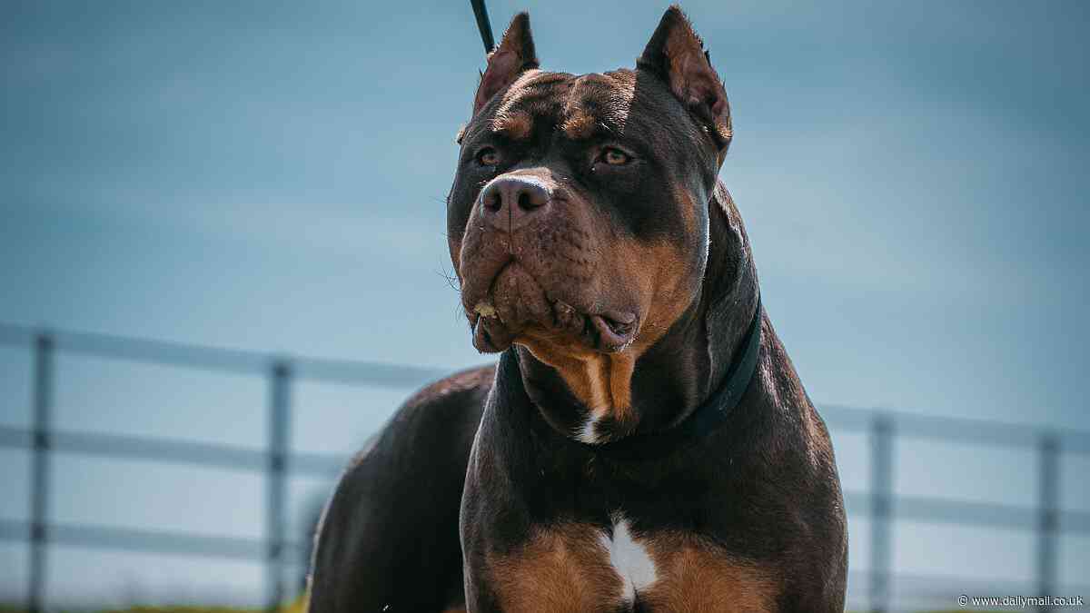 England's 10 hotspots with the most Bully XLs is revealed: New map lifts the lid on which areas have the highest number of the deadly banned breed - but is your home in one of them?