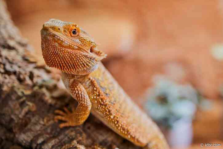 Cold-blooded pet may be linked to Salmonella outbreaks, CDC says