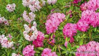 Rhododendron: Wann kann ich die wunderschöne Pflanze schneiden – und ist das notwendig?