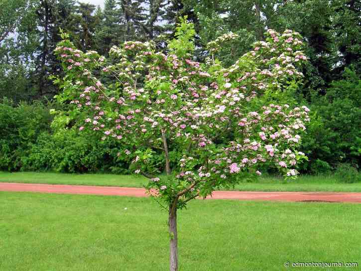 Growing Things: Stop your hawthorn tree from suckering