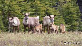 Largest B.C. park in a decade set up to protect caribou herds