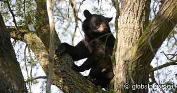 Bear attacks hunter who shot it in Summerland, B.C.: Conservation Office