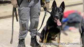 Sudbury, Ont., police dog ingested fentanyl at crime scene