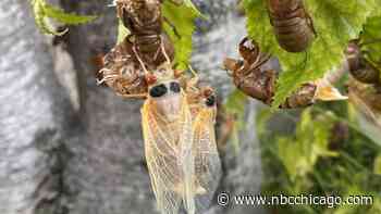 Coming soon in Illinois' cicada invasion: The smell. When to expect the stench and for how long