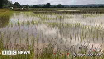 Wetlands scheme to remove pollutant gets award