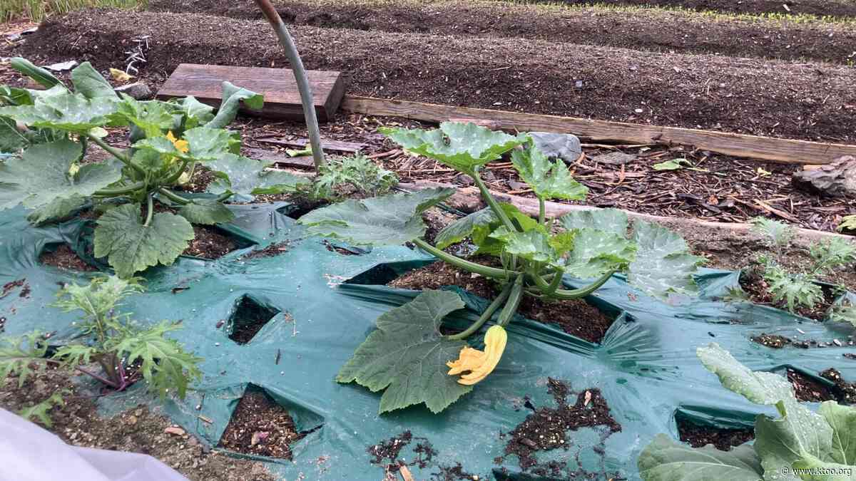 Garden Talk: Companion planting in Southeast Alaska, with zucchinis