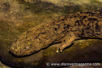 How Giant Salamanders Stretch to Such Enormous Sizes