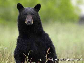 Conservation officers searching for injured black bear after attack