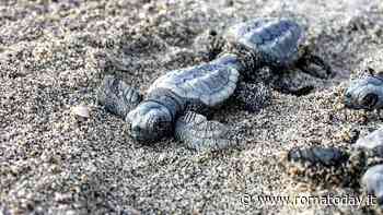 Giornata mondiale delle tartarughe marine: in Campidoglio arriva l’accordo per proteggere la specie