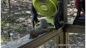 Texas woman's effort to beat the heat sparks backyard squirrel resort