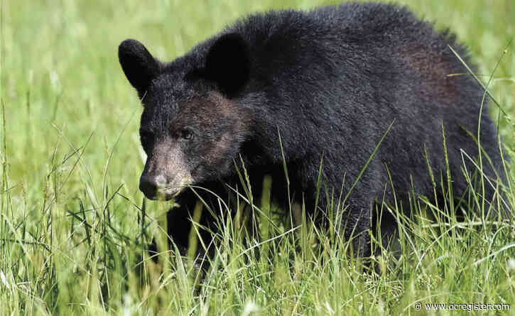 How many black bears there are in California might surprise you