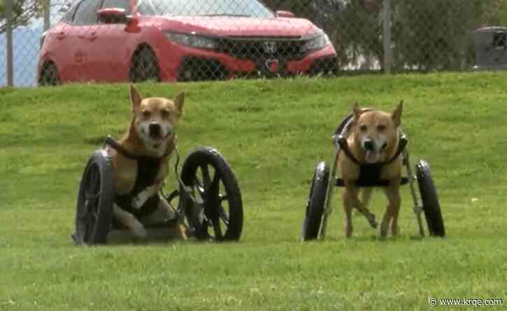Disabled dogs abandoned in New Mexico get new wheelchairs