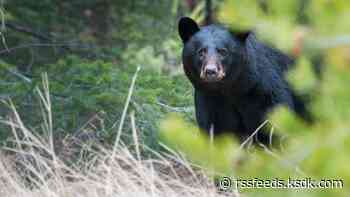 St. Louis-area black bear sightings to rise, conservationists say