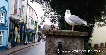 The Tenby seagull locals call Steven Seagal who sits on the same wall waiting to batter tourists carrying chips