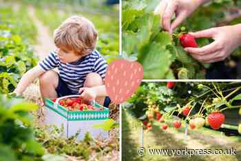 North Yorkshire's best PYO strawberry farms worth visiting