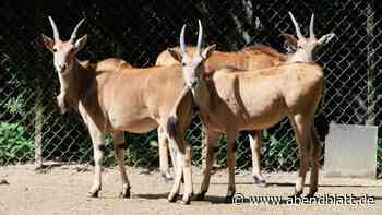 Hagenbeck-Antilope Bibi: So rettete ein „Krönchen“ ihr Horn