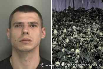 Jail for man caught at £85k cannabis farm in Newton-le-Willows house