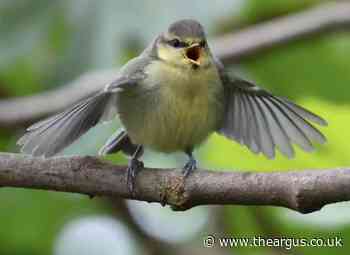 Argus camera club snapper captures blue tit chicks from her garden