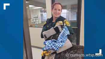 Bald eagle rescued and rehabilitated after being found on Polk County road