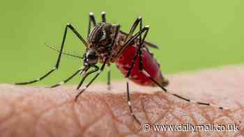As concerns grow over dengue fever spreading across Europe, why DO mosquitos bite some people... but leave others alone. And is there anything we eat or drink that repels (or attracts) them?