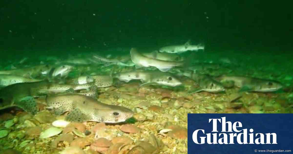 Country diary: Sharks, clams and eelgrass – this is an underwater haven | David Bellamy