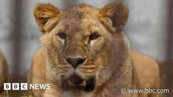 Fundraising steps up to rescue lions from Ukraine