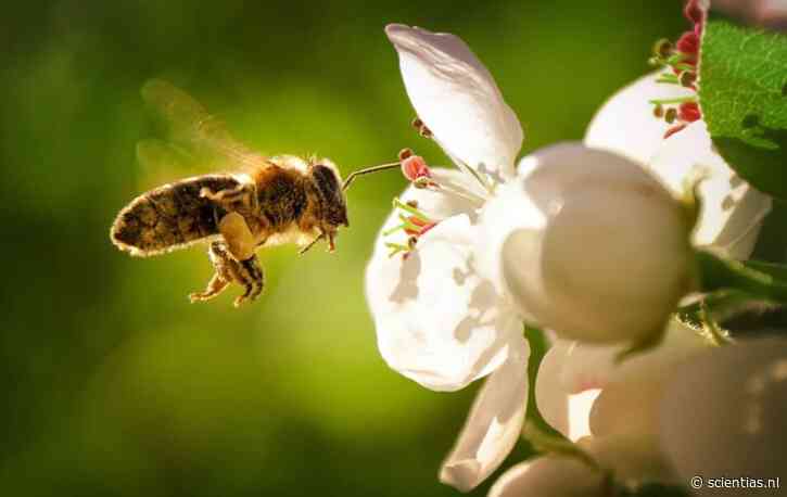 Honingbij blijkt longkanker te kunnen detecteren (en daar blijft het niet bij)