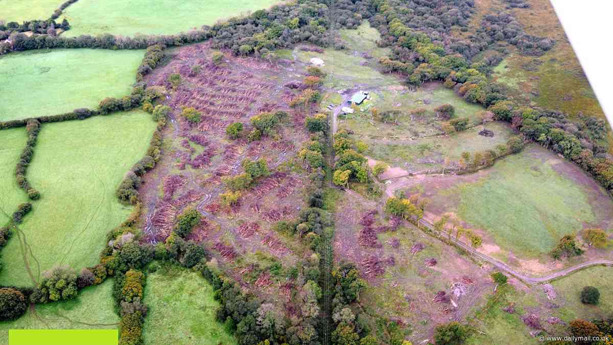 Landowner who chopped down protected woodland in 'devastating' loss to the environment is fined just £1,500