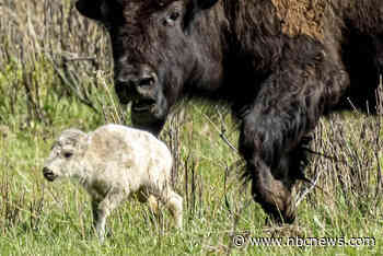 Yellowstone visitors hope to catch a glimpse of rare white buffalo calf