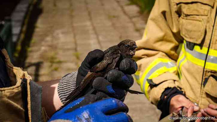 Vogel bungelt met draad om de kop aan nestkastje, brandweer bevrijdt dier