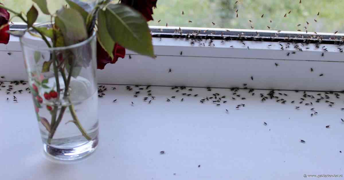 Waarom je vooral nu last hebt van insecten in huis (en hoe je deze plaaggeesten kunt bestrijden)