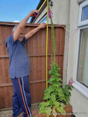 Oxford Man attempts Guinness World Record with tallest lupin