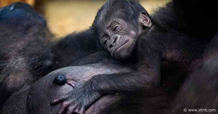PHOTOS: See the adorable baby gorilla born at Utah’s Hogle Zoo
