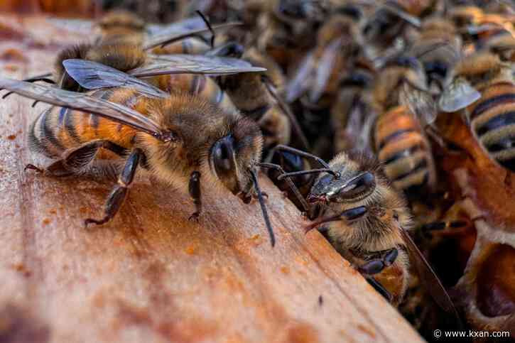 Honeybees can detect lung cancer in humans: Research