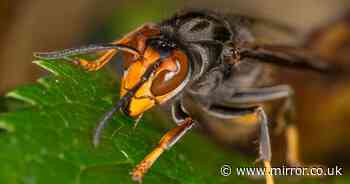 Asian hornets theory explains how major threat to UK bees got here