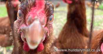 I visited east Hull's free community farm and befriended some curious chickens