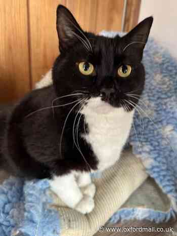 The cats Cherwell Cats Protection is looking to rehome